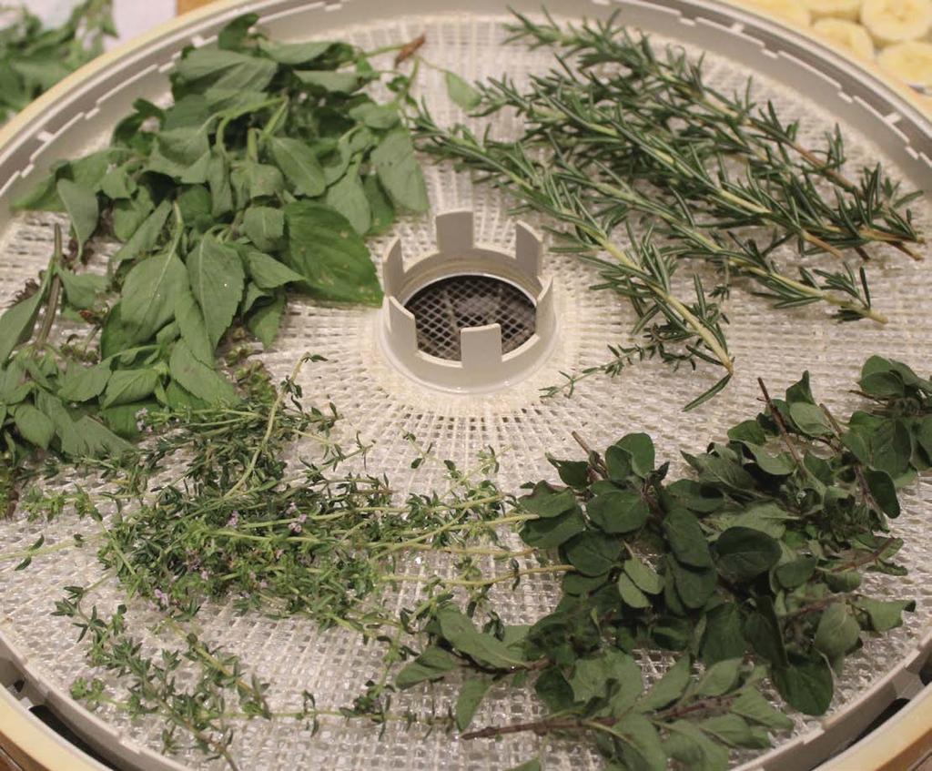 To use dried vegetables soak in water first and then place in a saucepan and cover with hot water and simmer until tender, or eat as vegetable crisps. Drying Herbs Anyone can dry herbs.