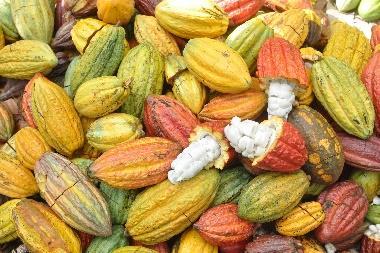 Elements of the cocoa quality and flavour assessment protocol Post