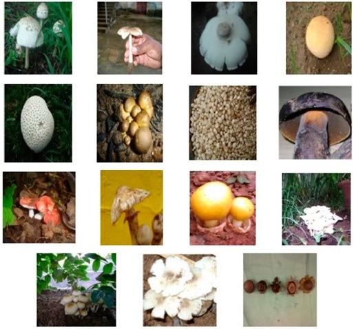 Some Common Wild Edible Mushrooms Growing in Jharkhand 579 Boletus edulis (Jamun khukri) Family: Geastraceae Genus: Geastrum Class: Hymenomycetes Family: Boletaceae Genus: Boletus edulis