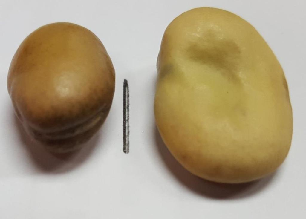Egyptian preference is for a specific type of bean 11 Lower priced imported bean (left) and higher priced domestic baladi bean (right) Preferred bean in Egypt is shown on the right.