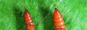 The damage to developing shoots and inflorescences inflicted by this new generation of larvae is generally minimal.