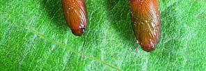 Each larva destroys on average 25 potential berries.