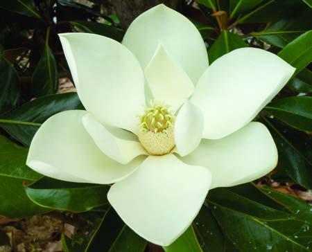Southern magnolias, like the one growing at the American Horticultural Society s headquarters in Virginia, above, make a grand statement in the landscape.