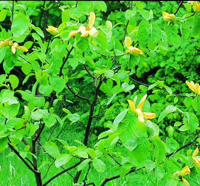acuminata, Zones 4 9, 9 2), with its greenish yellow flowers, has been of particular interest to plant breeders.