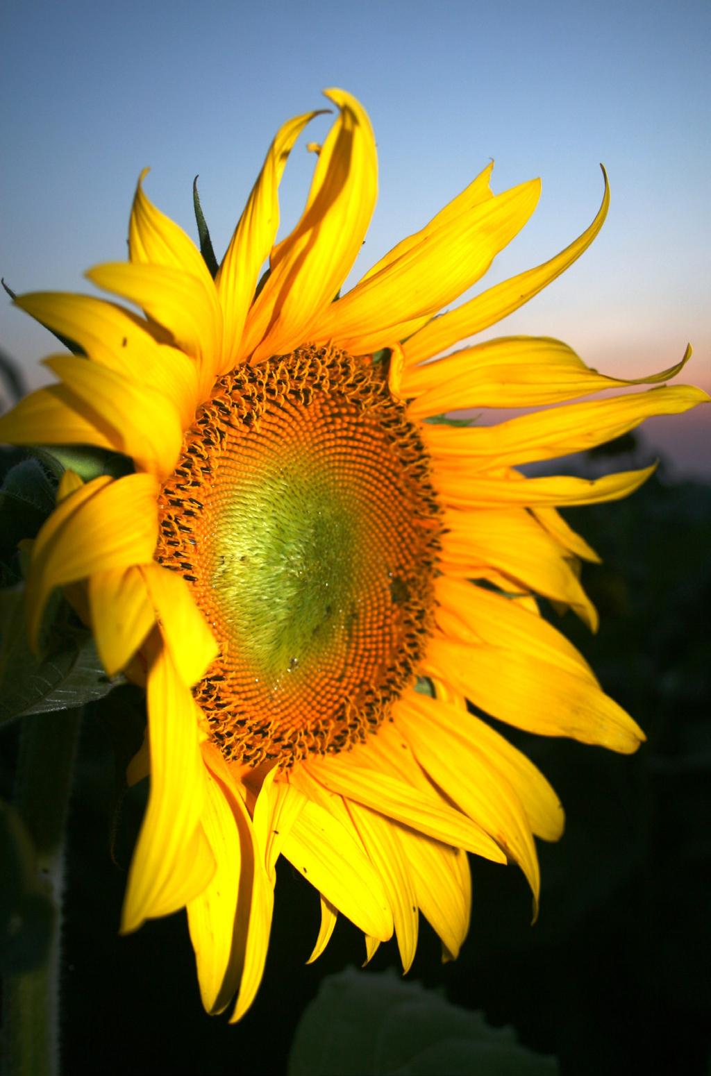 AS1623 (Revised) Sunflower Meal in Beef Cattle Diets Revised by Greg Lardy Animal Sciences Department Head Sunflowers were first domesticated by Native Americans in the southwestern United States in