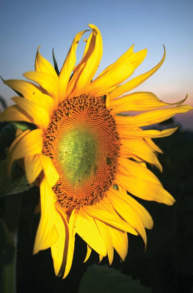 AS-1623 Sunflower Meal in Beef Cattle Diets Vern Anderson Animal Scientist Carrington Research Extension Center Greg Lardy Head Animal Sciences Department Sunfl owers were developed for human food
