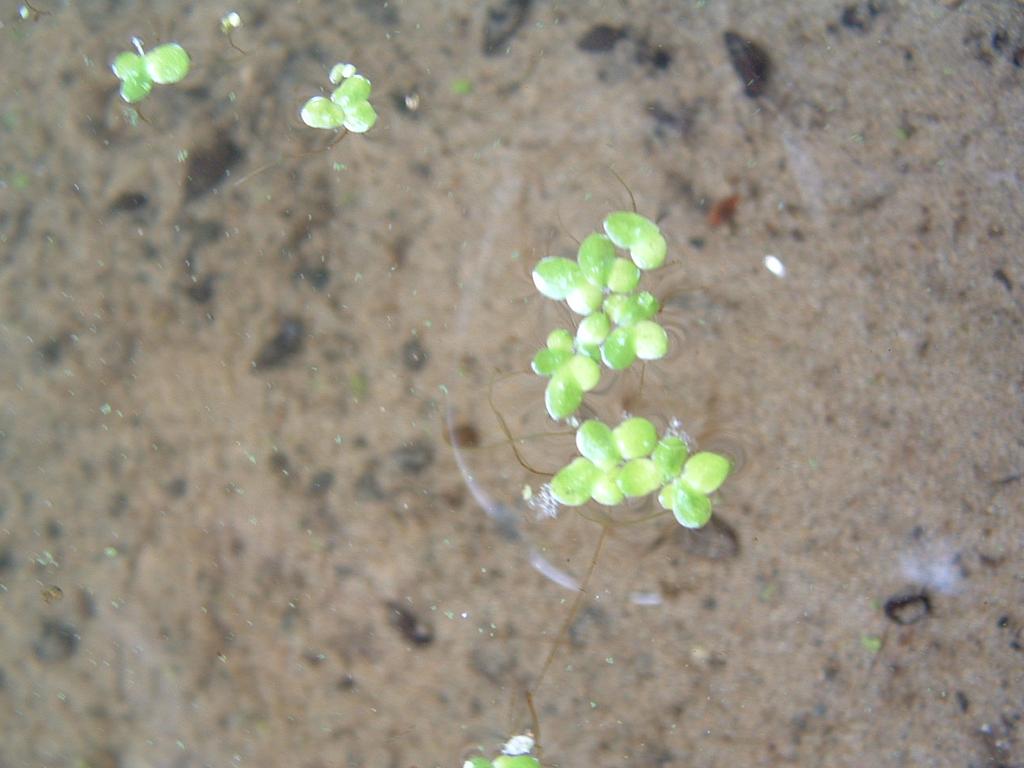 Large Duckweed Spirodela polyrriza Field Characters: Individual plants are minute, and a single leaf is 2-4mm in diameter.