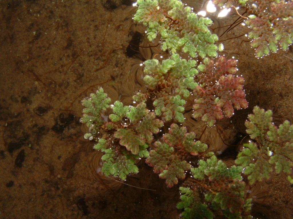 Mexican water-fern Azolla mexicana Field Characters: A member of the Azollaceae family this free-floating moss like plant often creates large mats.
