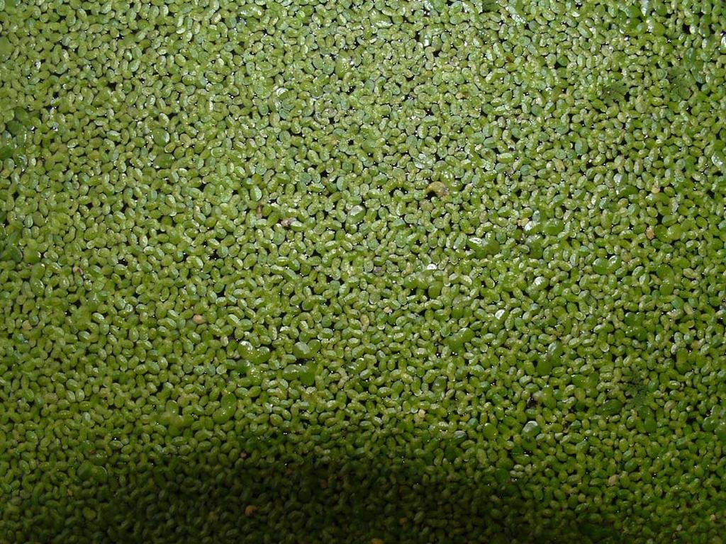 Small duckweed Lemna minor Field Characters: Individual plants are minute, and a single leaf is 2-4mm in diameter.