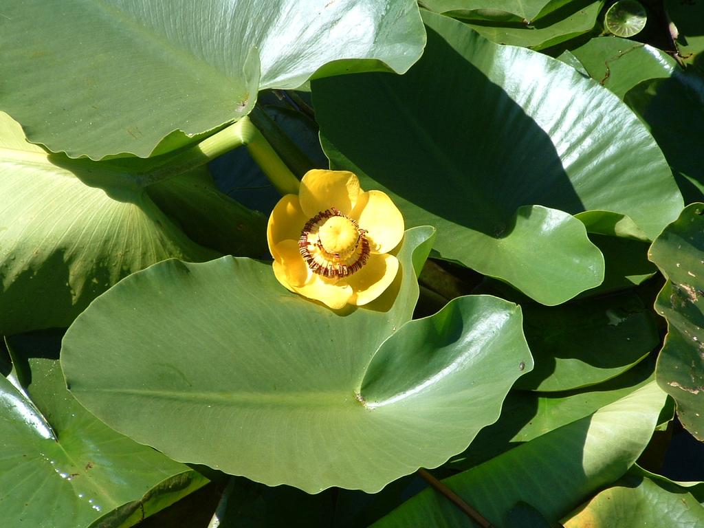 Spatterdock Nuphar polysepala Field Characters: Spatterdock is a water lily type plant that can fan out into large extensive stands.