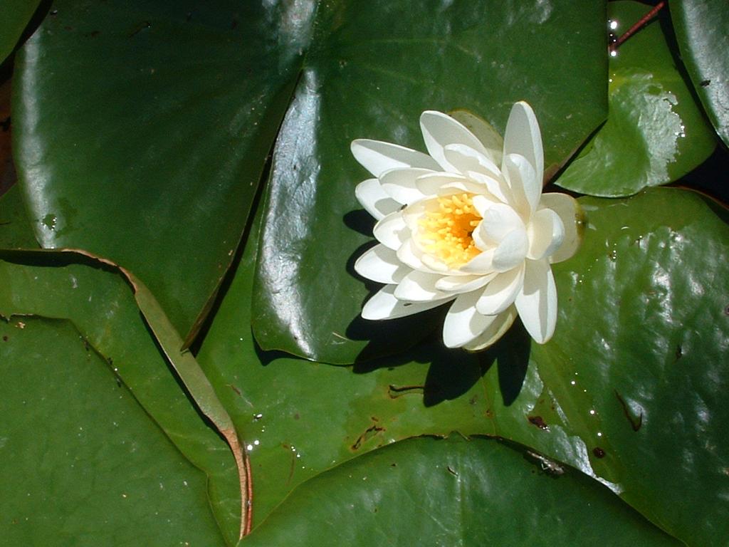 Water Lily Nymphaea odorata Field Characters: Water Lily is one of the most familiar wetland plants.