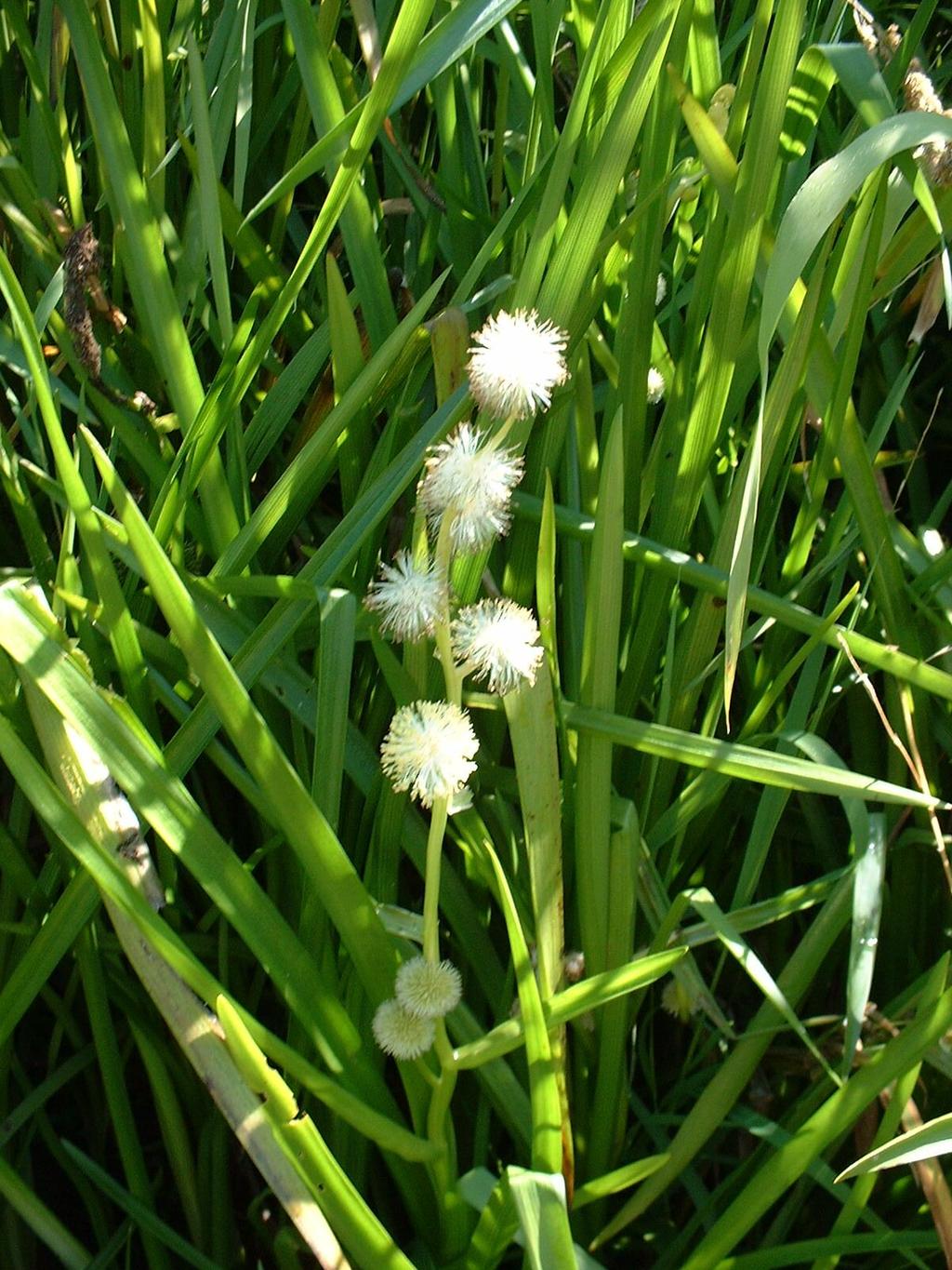 Bur-reed Sparganium americanum Field Characters: Growing up to 2 5 in height, Bur-reed has large