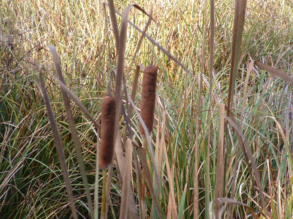 Cattail Typha latifolia Field Characters: A member of the Typha family. Cattails can grow to a height of 8 and have long slender leaves.