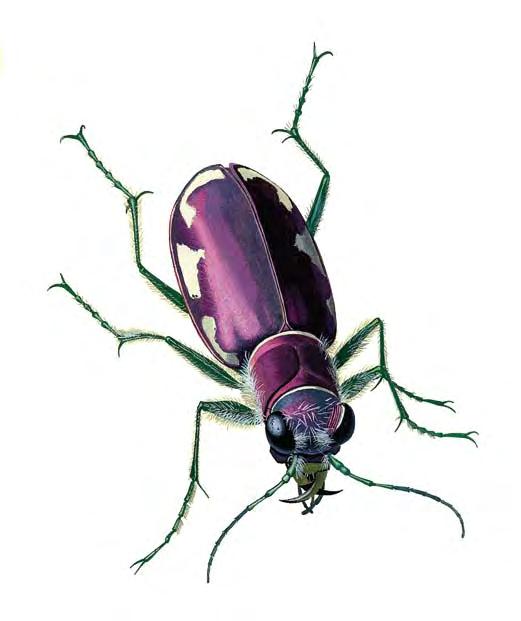 other caterpillars. The scientific name Calosoma calidum is derived from the Greek kalos, beautiful, and soma, body; and from the Latin calidus, hot, in reference to the red pits.