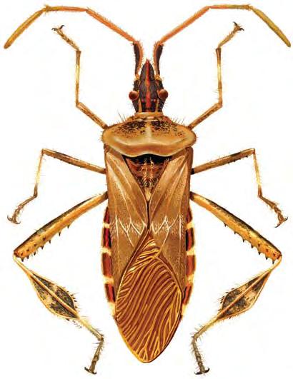 152 l The Animal Kingdom Arthropods: Arthropods: Crustaceans Insects l 153 Cicada AO Froghopper adult EBSL Froghopper nymph in foam nest competent medical and psychiatric authorities in recent years.