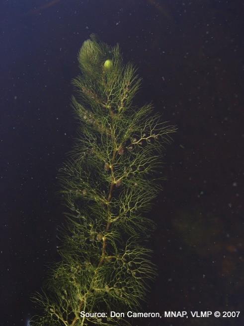 Bladderwort, northern Utricularia intermedia Northern Bladderwort is one of four commonly found Bladderworts in Maine.