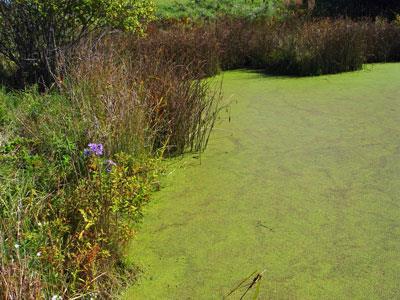 Duckweed While native to Maine, duckweed can become a nuisance, as it grows quickly, When duckweed covers a pond s surface for an extended period, it can deplete oxygen levels, potentially affecting