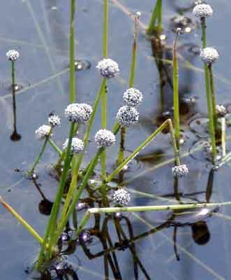 Pipewort Eriocaulon aquaticum Pipewort is a native Maine plant. It is a very small aquatic plant with a height of only 2 to 12 inches when on exposed shore, but stems will be longer deeper water.