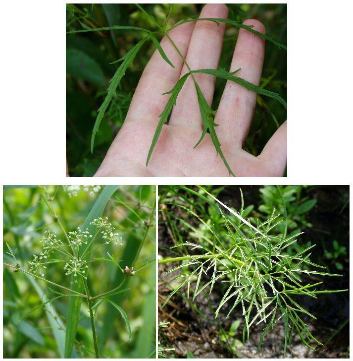 Unlike Chara Stonewort (Muskgrass) which is brittle and coarse, Nitella gives off no skunky odor. More on Stoneworts from Maine VLPM and Texas A&M University. Observed in 2016.