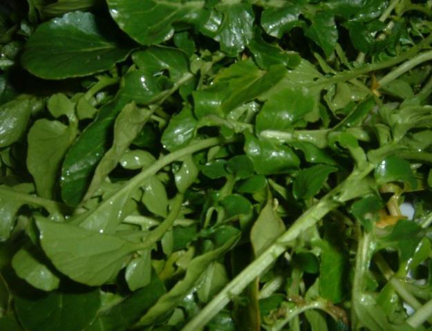Watercress, true Nasturtium officinale Watercress is a rapidly growing, aquatic or semi-aquatic, perennial plant native to Europe and Asia, and introduced the US years ago.