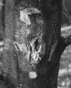 Sisco Outlook for Blight-Resistant American Chestnut Trees Figure 3a.