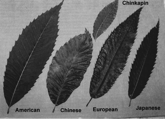 tree. Figure 4. Leaves of the four major chestnut species, plus the leaf of the Allegheny chinkapin (Castanea pumila).
