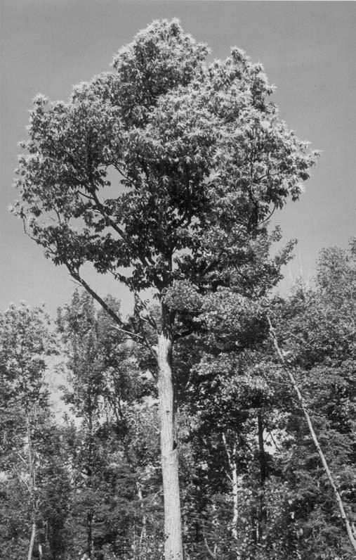Surviving American chestnut tree in Atkinson, ME.