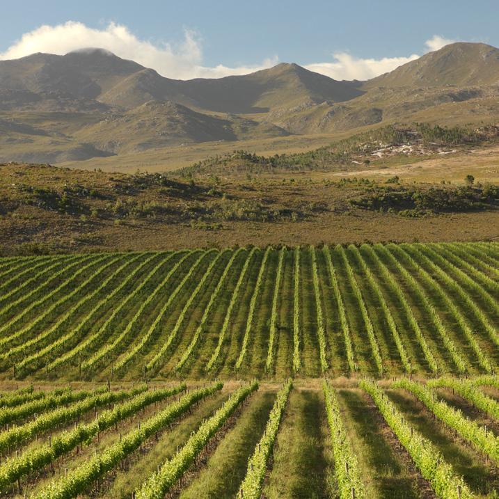 ACCOLADES PMR.africa Awards - In the BUSINESS SECTOR: AGRICULTURE (WINE ESTATES) IN THE BOLAND REGION, LA MOTTE is highest rated on an overall rating of 4.24 out of a possible 5.