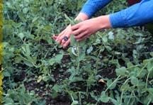 Restaurant chefs appear to prefer pea vines which have immature blossoms, thus flowering may be a factor for consideration for fresh market pea vine production.