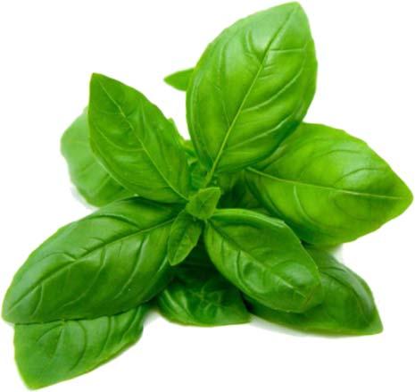 Also called sweet basil. The leaves of this plant are used as a seasoning.