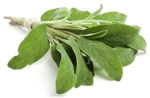perfumery. The leaves of this plant are used as a seasoning.