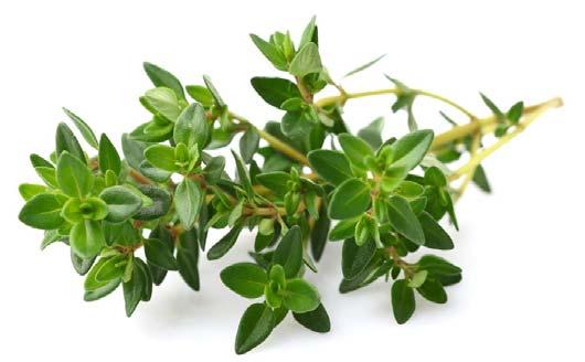 Thyme Any of several aromatic Eurasian herbs or low shrubs of the genus Thymus, especially T.