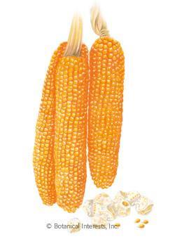 Corn, Robust Pop