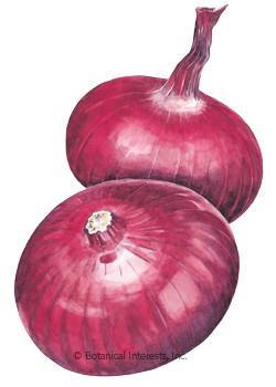 KSL) Onion,