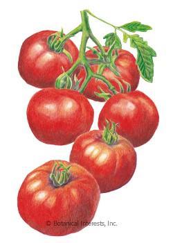 Tomato (E) Source: