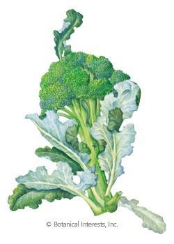 Cicco Broccoli