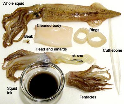 Understanding squid Image extracted from - http://f.tqn.