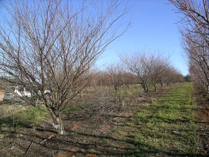 The trial site in South Australia was pruned in winter 2006. Most of the trees had strong rootstock growth (Figure 18). This was cut away using hand saws and chainsaws (Figure 19).