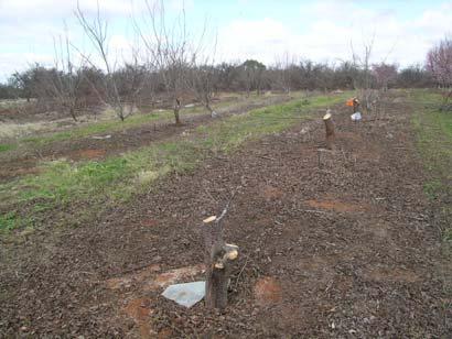 Before pruning SA site Figure 19. After pruning SA site Fruit assessment A sub-sample of fruit from each variety, at each site, was assessed each year when allowable.