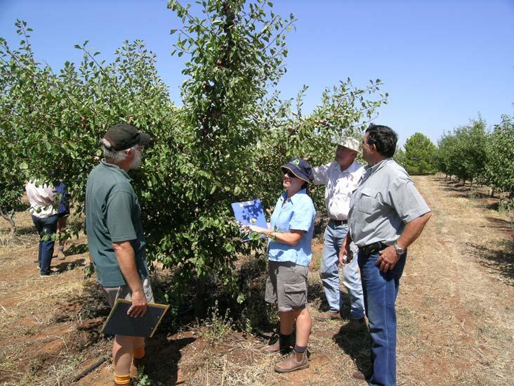 COMPARATIVE PROCESSING AND MARKET POTENTIAL OF PRUNE VARIETIES DP04005