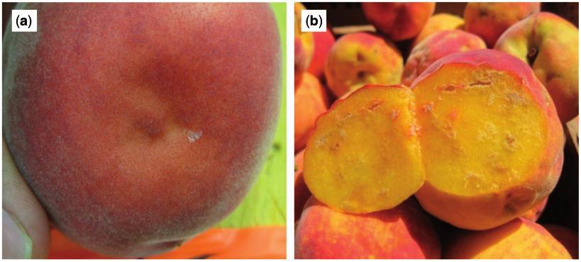 2 JOURNAL OF ECONOMIC ENTOMOLOGY Fig. 1. H. halys feeding injury on peach fruit: (a) surface deformation/depression; (b) internal necrosis. than that of the aforementioned species combined.
