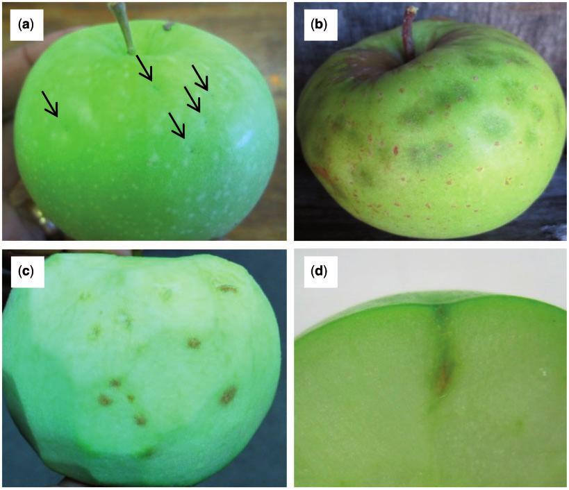 2015 JOSEPH ET AL.: H. halys FEEDING INJURY TO PEACHES AND APPLES 3 Fig. 2. H. halys feeding injury on apple fruit: (a) feeding puncture; (b) discolored depressions; (c) internal necrosis; and (d) stylet sheath.