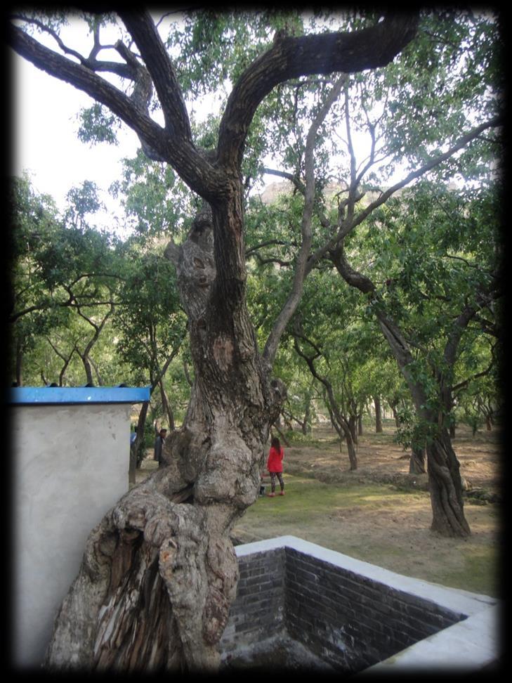 5. Protection and Development (1) Protection planning The protection of eco-environment The protection of ancient jujube trees ancient jujube orchards and jujube culture The protection of landscape