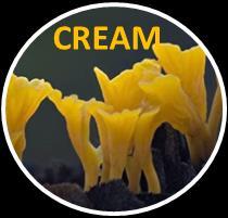 Current Research in Environmental & Applied Mycology 6 (2): 75 101(2016) ISSN 2229-2225 www.creamjournal.org Article CREAM Copyright 2016 Doi 10.