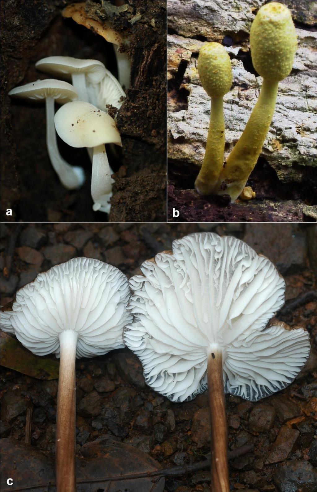 Fig. 3 Basidiomes in their natural habitat.