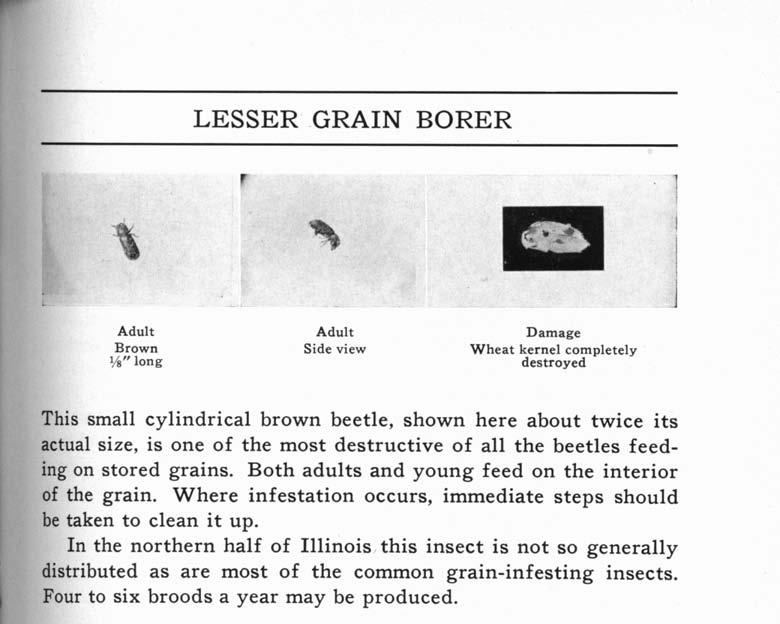 LESSER GRAIN BORER Damage Brown Vs" long Side view Wheat kernel completely destroyed This small cylindrical brown beetle, shown here about twice its actual size, is one of the most destructive of all