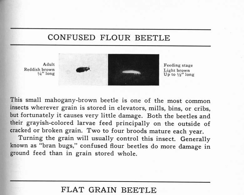 CONFUSED FLOUR' BEETLE Reddish brown 1,4" long Light brown Up to 113" long This small mahogany-brown beetle is one of the most common insects wherever grain is stored in elevators, mills, bins, or
