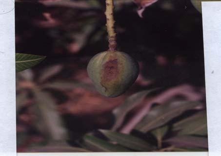 A malformed mango