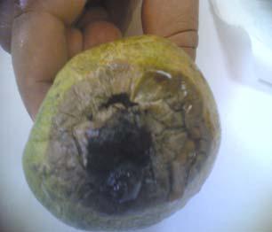 5 Postharvest diseases symptoms of mango fruits VETICILLIU WILT Verticillium wilt, caused by the soilborne fungus Verticillium albo-atrum or