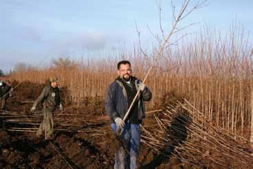 Care of Bareroot Trees Sweating Nursery Stock Sweating is a process used to force bud break and activate growth in dormant nursery stock.